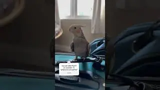 Where are you going on vacation? #cockatiel #parrot #shorts #youtubeshorts #birds #travel #cute