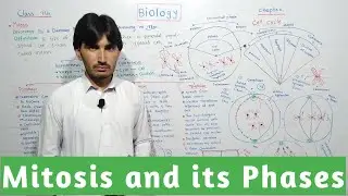 Mitosis & its phases Prophase,Metaphase, Anaphase , Telophase and Cytokinesis | chapter cell cycle |