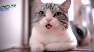 cat talking zzlab