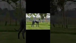 Greyhound 2022