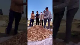 feeding costly dry fruits to cows