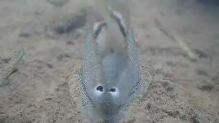 Plain pocketbook mussel (Lampsilis cardium) displaying fish lure