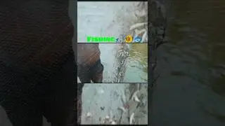 Fishing🎣🎣#fish #fishingvideo #minuman #fishinglife #huntfishmb #fishshorts @tvk_Vijay_club