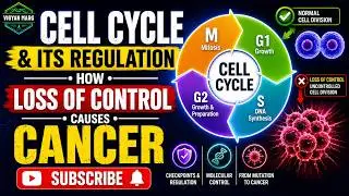 Cell Cycle & Its Regulation | How Loss of Control Causes Cancer | Biology Lecture