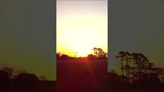Sunrise Stillness with Friesian Horses | ASMR Birds & Gentle Snoring