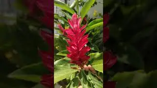 Red Ginger