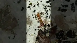 Calm Chaos! #antkeeping #ants