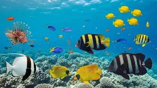 Relaxing Ocean Sounds and Peaceful Night Atmosphere for Meditation and Calmness