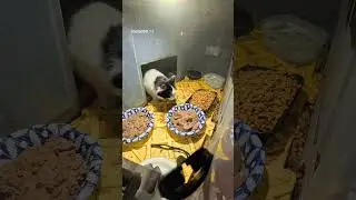 How to Feeding street cats in -20C &bull; winter cat care &bull; real test  @insta360#streetcats #wintercats
