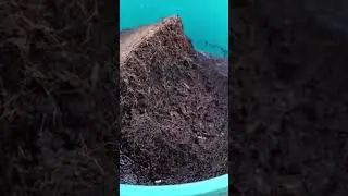 How Long Do I Soak Coco Peat Before Adding to a Worm Farm?
