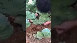 Metode  Transgenik Merubah Inovasi Baru #pertanian #agriculture #shorts