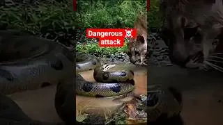 &ldquo;Snake Attack Caught on Camera 😨&rdquo;