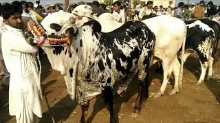 Tando Adam Sindh Cattle Market | ٹنڈو آدم منڈی میں  خوبصورت بچھڑوں کے ریٹس