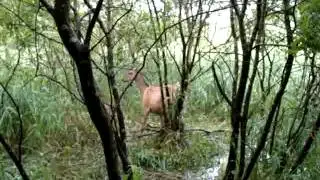 Łania na wnyku