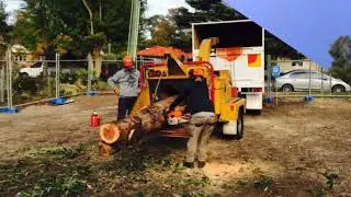 Sydney Urban Tree Services