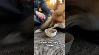 Saved this little fox while skating never thought we would live together forever