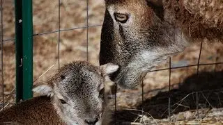 Dasher's lamb was just born! And there's a surprise!!!