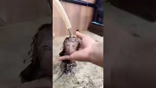 Baby monkey takes a bath.💦🐒 #petmonkey #cuteanimals