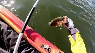 5 lures and a cool looking fish