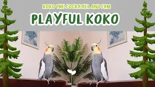 Koko the cockatiel and fam: PLAYFUL KOKO