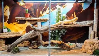 Создание аквариума для бородатой агамы