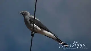 Ground cuckoo shrike HD Video clip 1/1 (Coracina maxima )