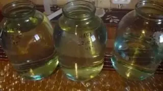Чача из винограда. Личный опыт. Исправляем ошибки.  #теориягригория