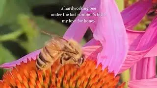 Alexandru: Video Haiga