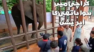 Elephant root canal surgery at Karachi Zoo in Pakistan First time in History @focus with fahim