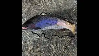 Steelheadin&rsquo; #keepexploring #flyfishing #steelhead