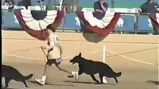 Best of Breed Males 1999. GSDCA Del Mont CA.  Fred Migliore judge.