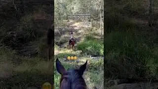 POV: me reminding myself why I don&rsquo;t like trail riding #horse #trailriding #equestrian #horsegirl