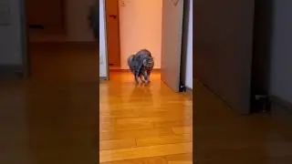 Cat who crab walks| Funny cats 😻🤣🤣