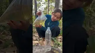 Survival Skills- easy methood saving water transfer to bottle #camping #bushcraft#water #smart