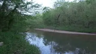 PINE THICKET AT LOWER HURRICANE CREEK