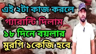 এই ২টা কাজ করলে বয়লার মুরগির ওজন দ্রুত বাড়বে | খামারি | Sk Hassan Agro 