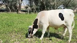 #علامات تدل على أقتراب الولادة في الابقار و الجاموس Signs indicating the approaching birth in cows