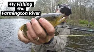 Fly Fishing The Farmington River ~ Catching Natives and Brute Brown Trout!