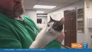 16 To The Rescue Update: Tinkerbell finds forever home