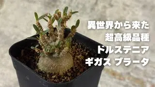 #134 【高級種買ってしまった】ドルステニア ギガス ブラータ / ソコトラ島の固有種 ずっと探してた憧れの品種 / カクタスグリーン