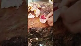 Country chicken cutting #skills #muttonkebab #meat #chickenparts #viralshorts #tandoorigrill #food
