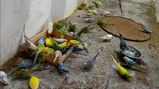 Konse Budgies sabse zyada egg aur chicks dete hain