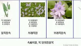 속씨식물, 목 닭의장풀목 angiosperms 부레옥잠 부레옥잠속 물옥잠과 Your 덩굴닭의장풀 사마귀풀 고깔닭의장풀 Commelinales 닭의장풀속 닭의장풀아과 캥거루발톱속