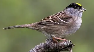 Golden crowned Sparrow | Birds flying | sparrows wildlife | most beautiful sparrow in the world