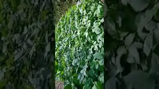 aalubari rayoko saag