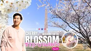 Sakura in Bloom 2025! | Dreamy Cherry Blossom Tour in DC | Let&rsquo;s Go Together EP36