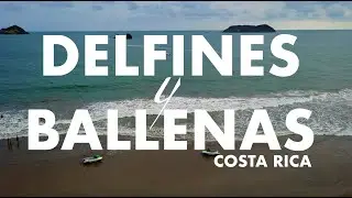 Delfines y Ballenas en Costa Rica - Quepos