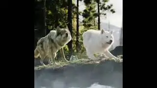 #respect / Buck the dog / saves wolf / #shorts #buck