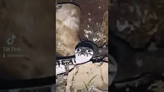 Mooni the Banded gecko saying 