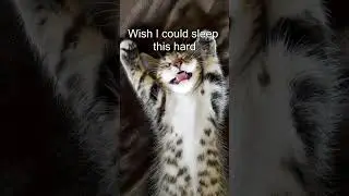 Wish I could sleep this hard